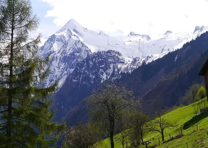 مايسكوغل * كابرون